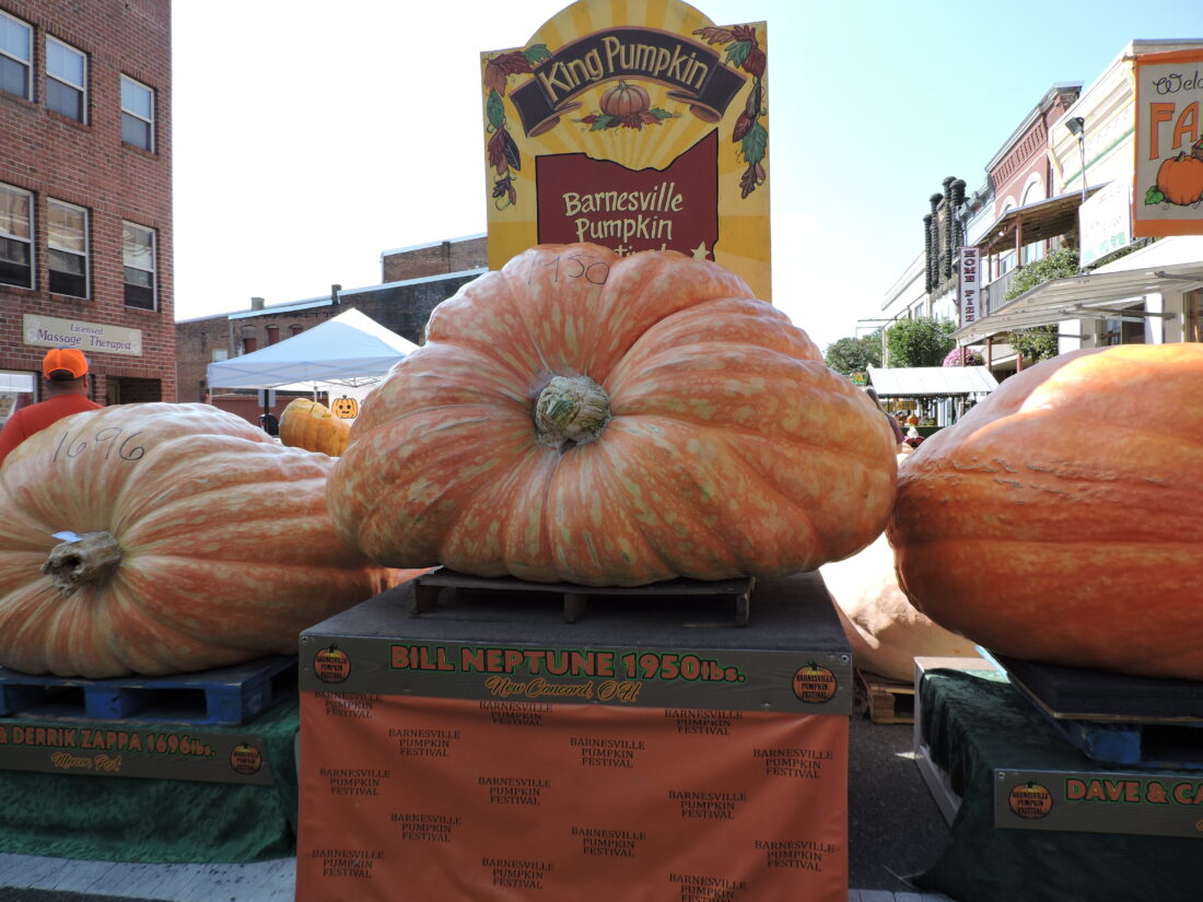 Barnesville King Pumpkin auctioned for record amount | News, Sports, Jobs - Vimarsana News